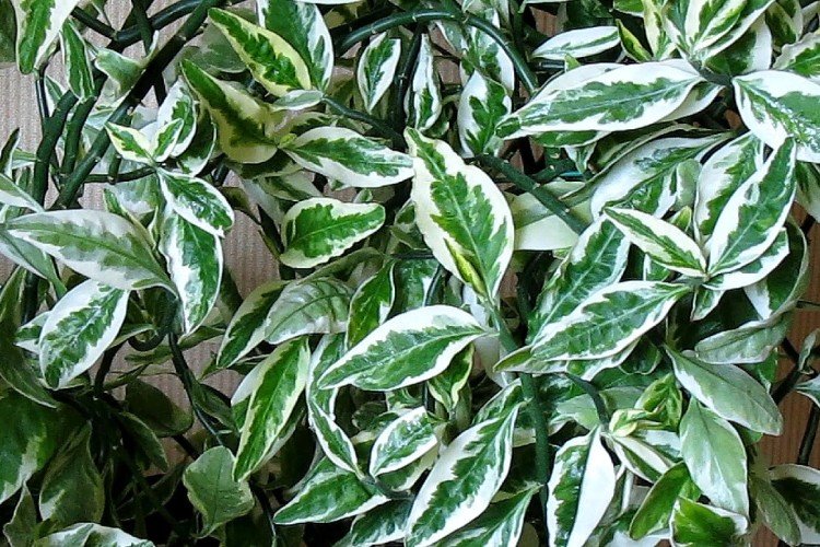 Pédilanthus - photo