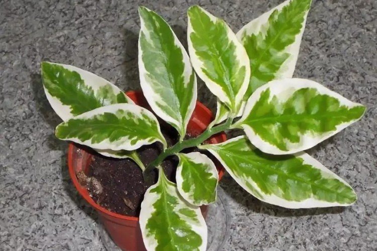 Pédilanthus - photo