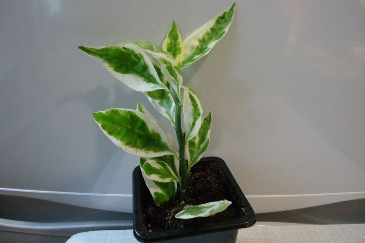 Pédilanthus - photo