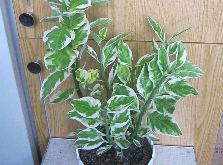 Pédilanthus - photo