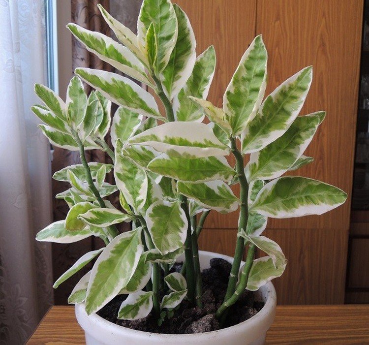 Pédilanthus - photo