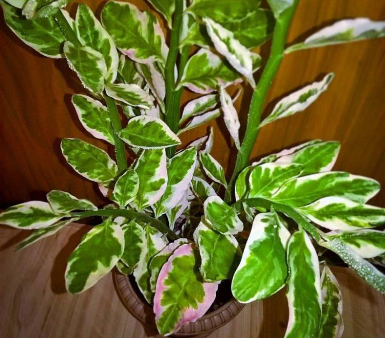 Pédilanthus - photo