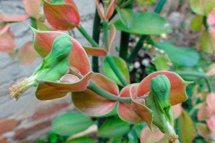 Koalkomanen pedilanthus