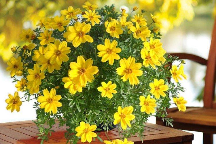 Bidense (60 photos): types, culture et soins appropriés