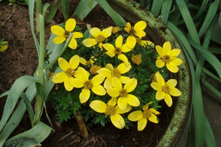 Plantation et élevage bidense