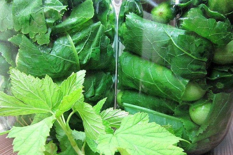 Concombres enveloppés dans des feuilles de raifort