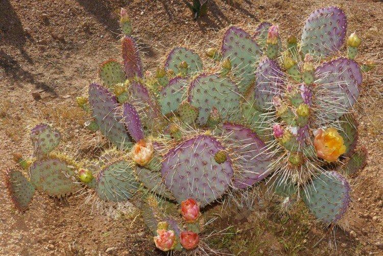 Opuntia - photo