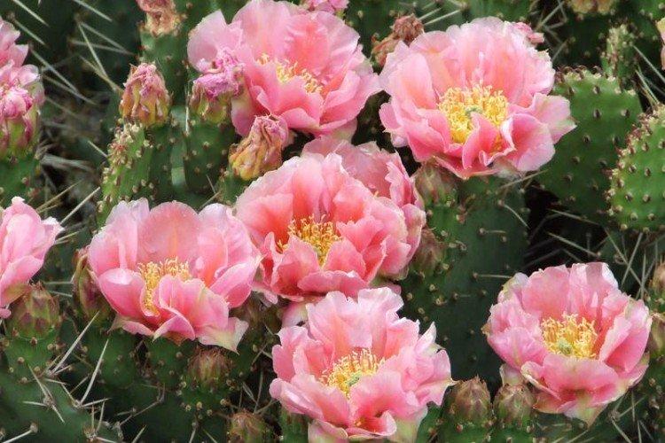 Opuntia - photo