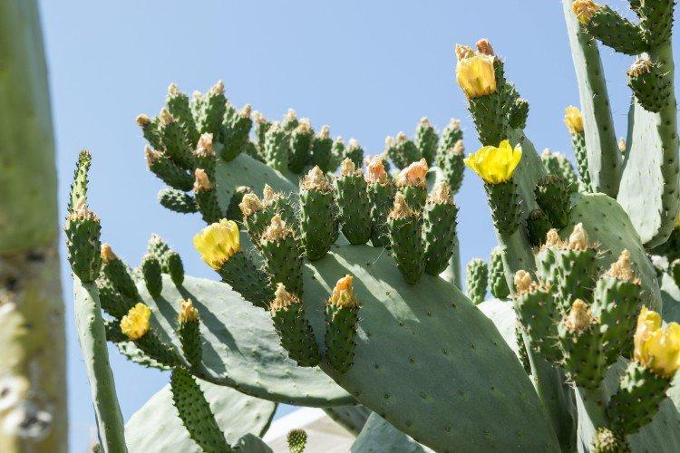 Opuntia - photo