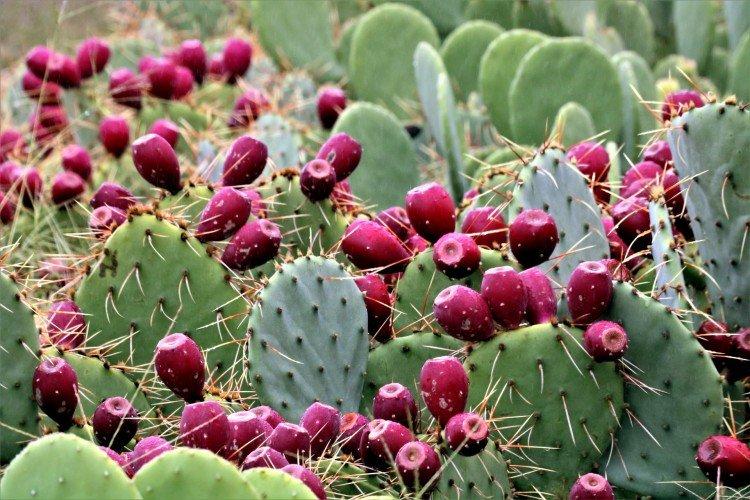 Opuntia - photo