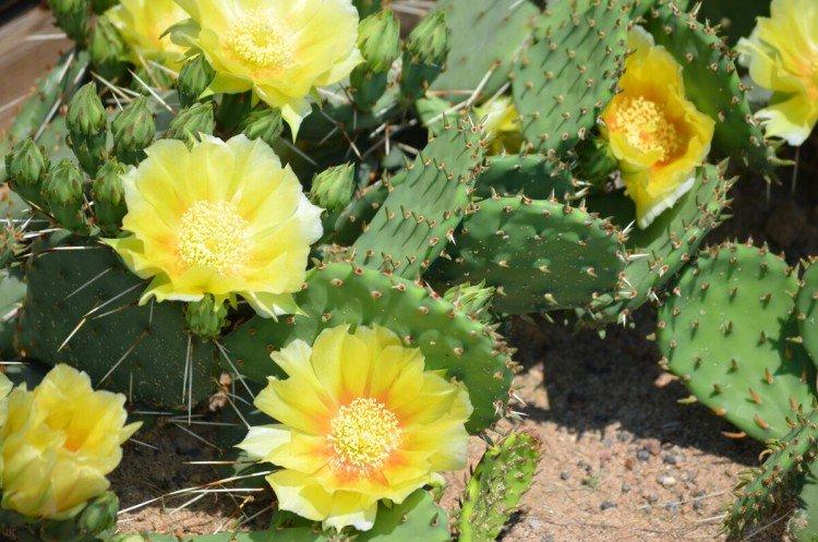 Opuntia - photo