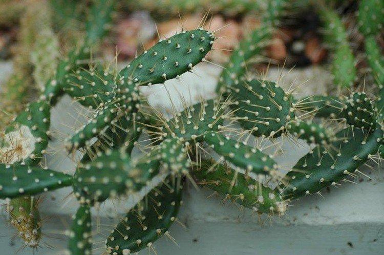 Figue de Barbarie Curasavskaya