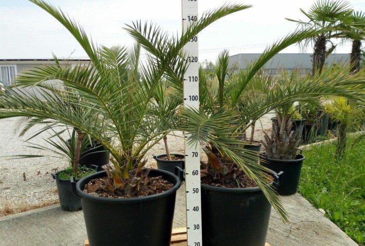 Palmier dattier - photo