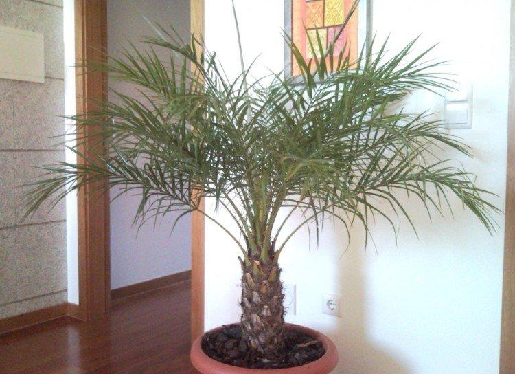 Palmier dattier - photo