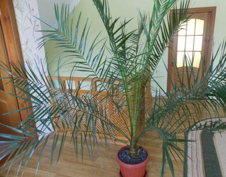 Palmier dattier - photo