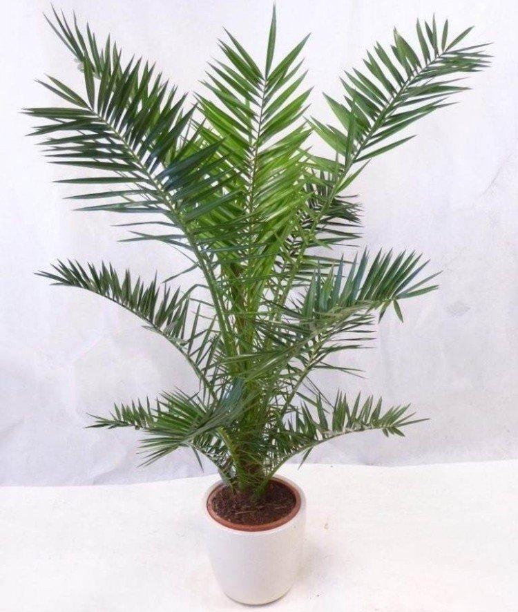 Palmier dattier - photo