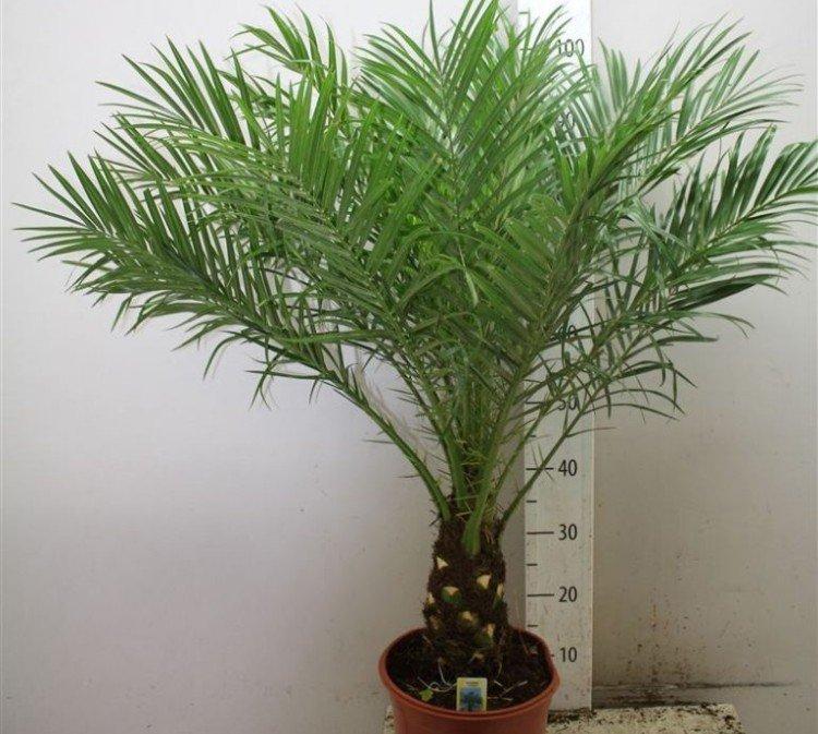 Engrais et alimentation