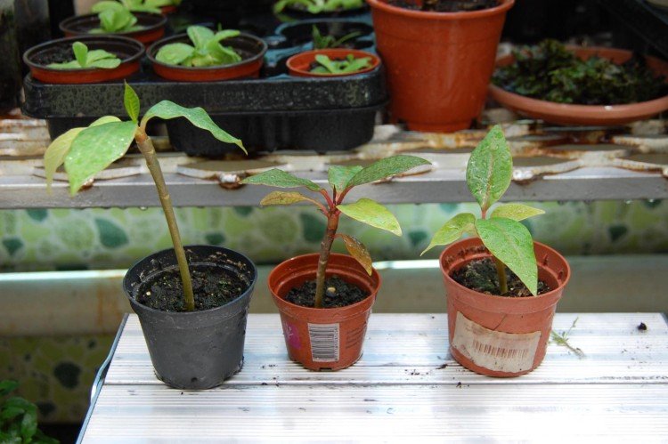 Reproduction et plantation de plumeria