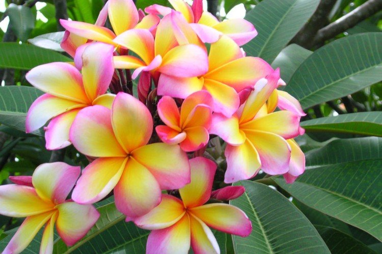 Plumeria - photo