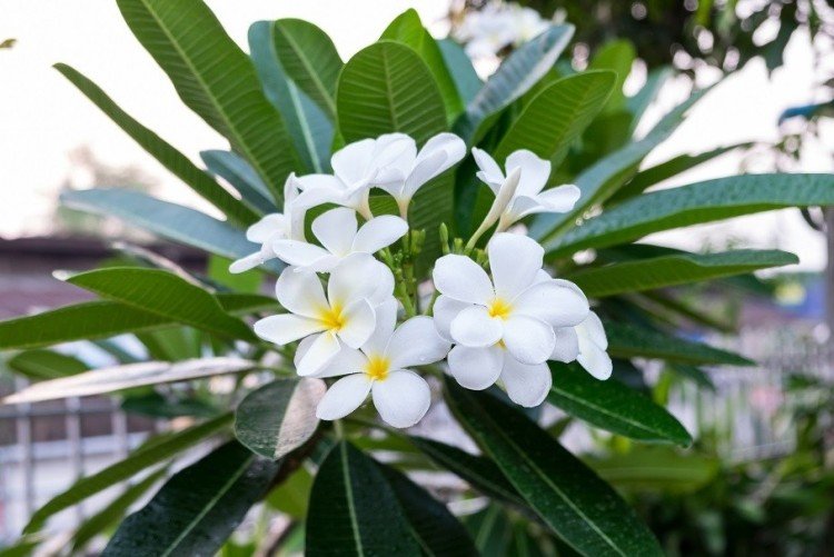 Plumeria blanc