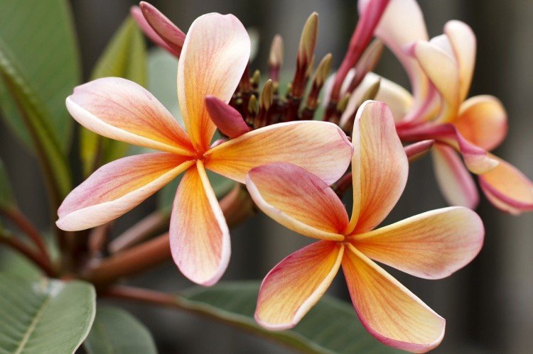 Plumeria - photo