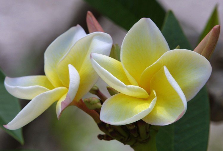 Plumeria - photo