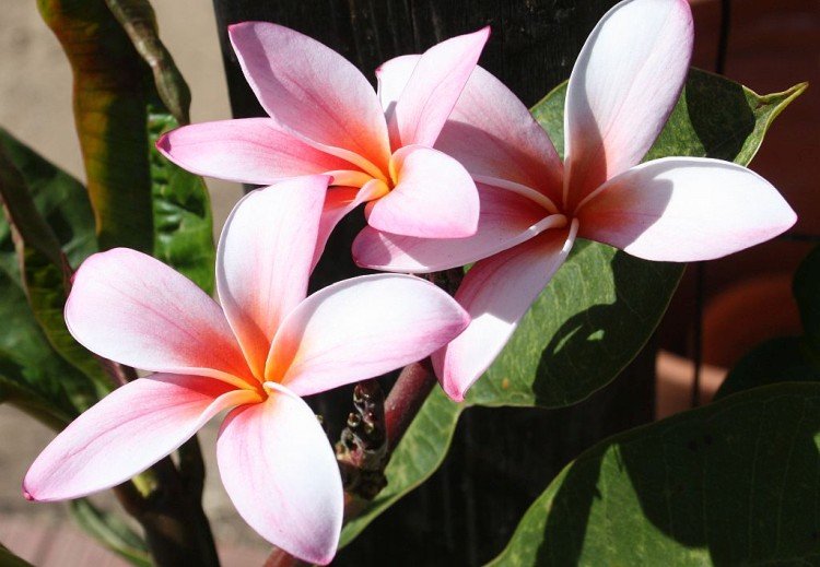 Plumeria - photo