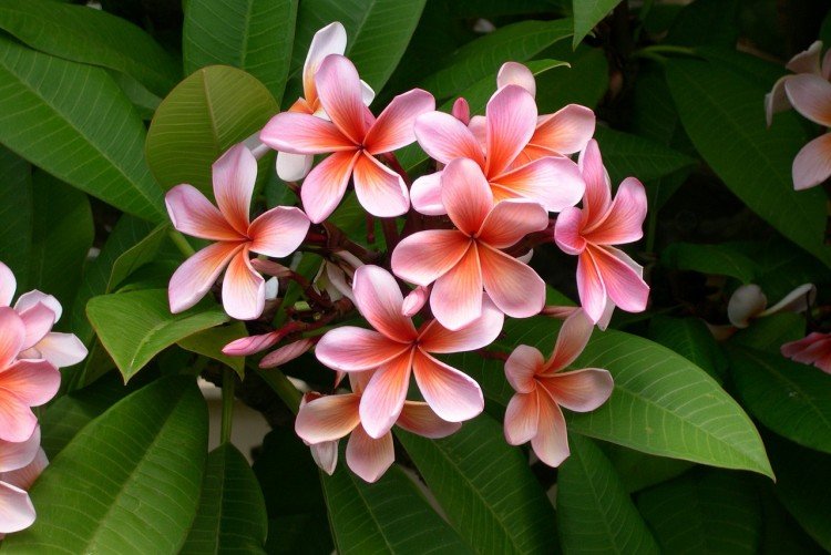 Plumeria - photo