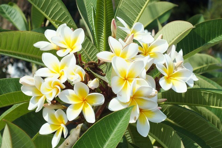 Plumeria - photo