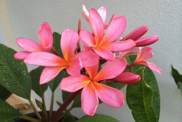 Plumeria - photo