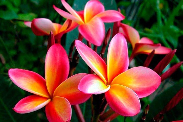 Engrais et alimentation