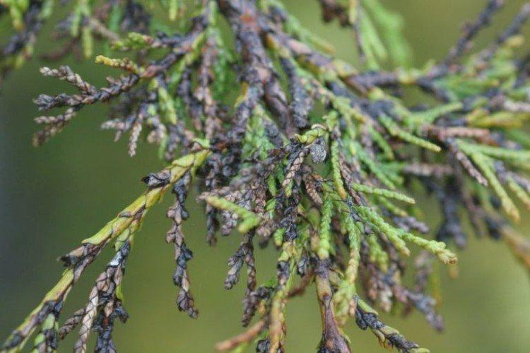 Ravageurs et maladies du cyprès