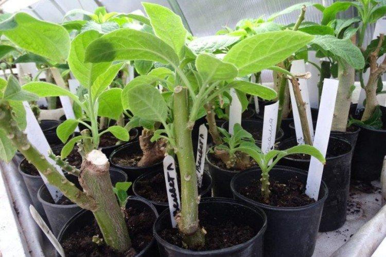 Plantation et sélection de brugmansia