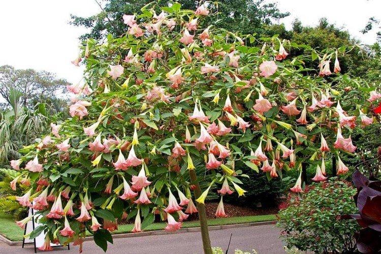 Brugmansia - photos