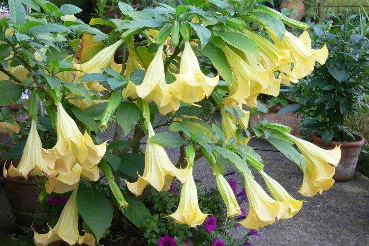 Brugmansia - photos