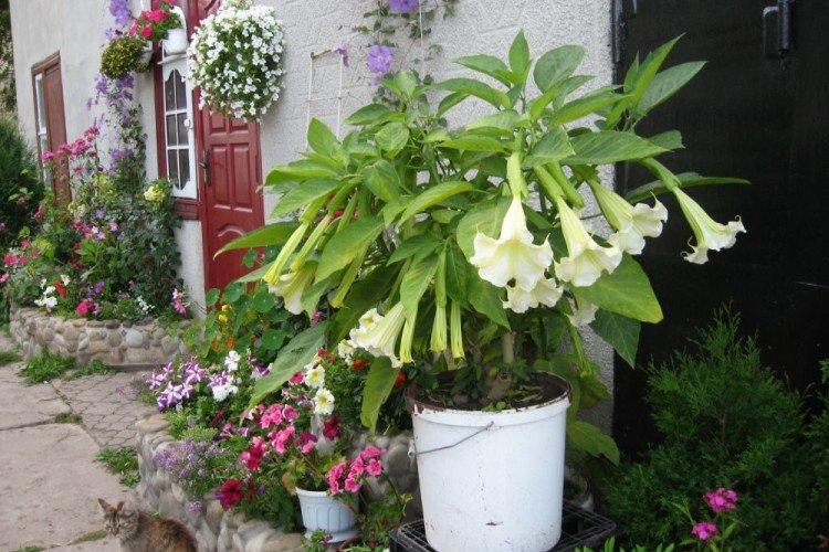 Brugmansia - photos