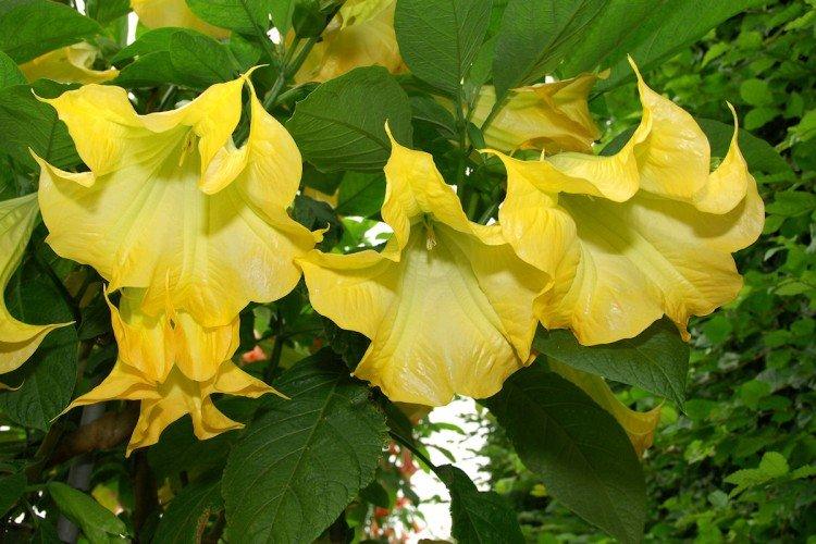 Brugmansia - photos