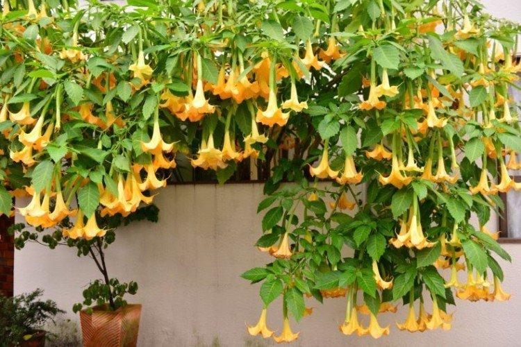 Brugmansia - photos