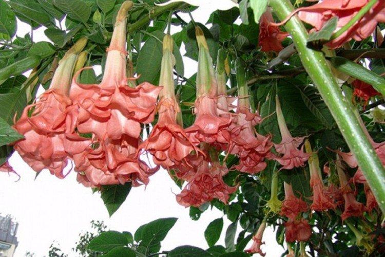 Brugmansia - photos