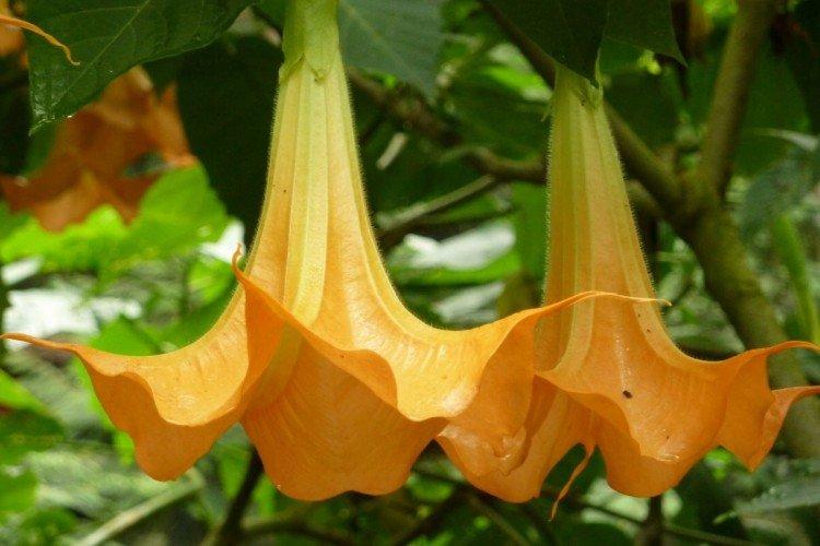 Brugmansia - photos