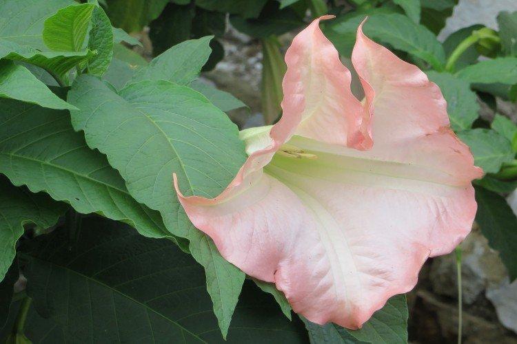 Brugmansia - photos