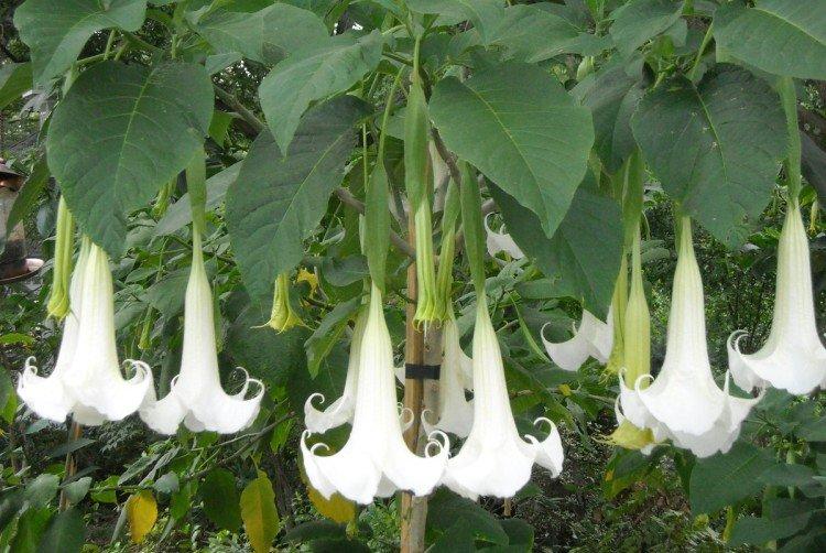 Brugmansia - photos