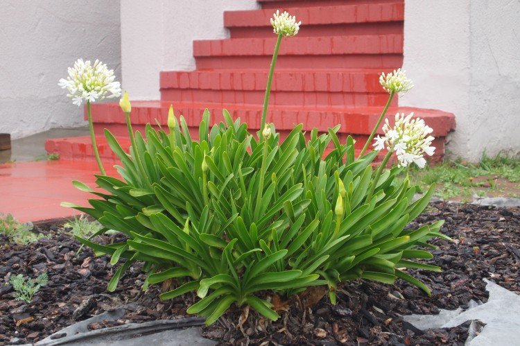 Reproduction et plantation d'agapanthes