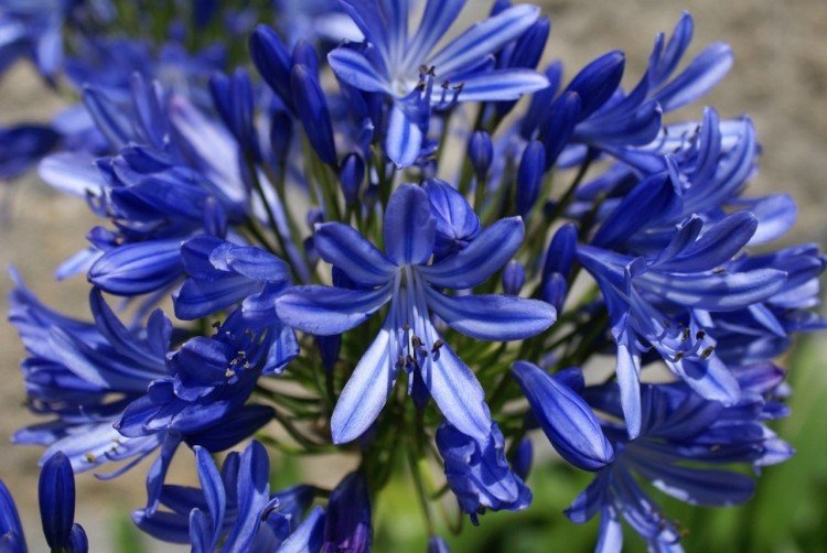 Engrais et alimentation