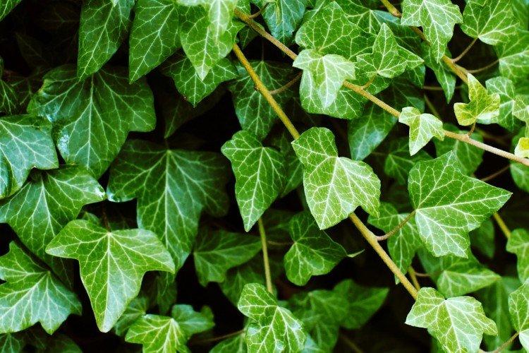 Engrais et alimentation