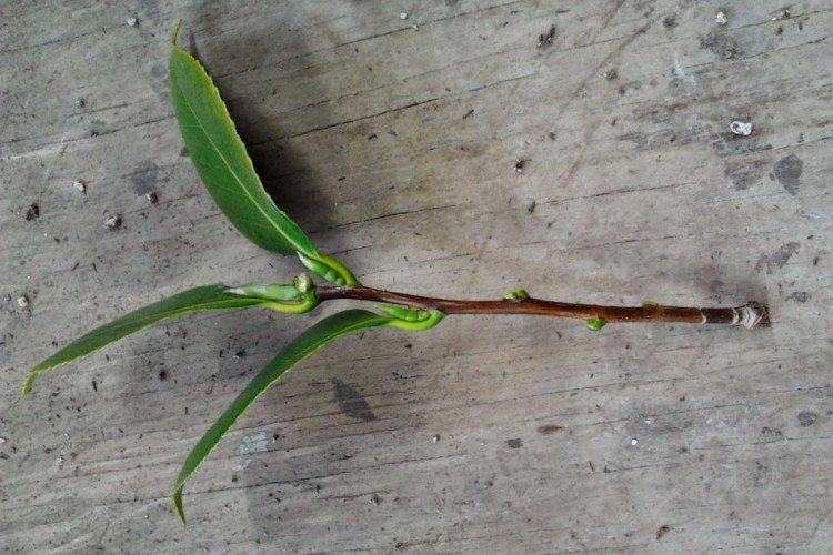 Reproduction et plantation de camélia