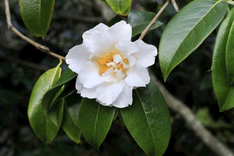 camélia chinois