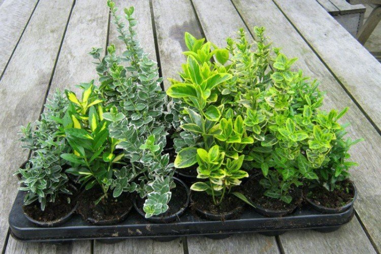 Reproduction et plantation de fusain