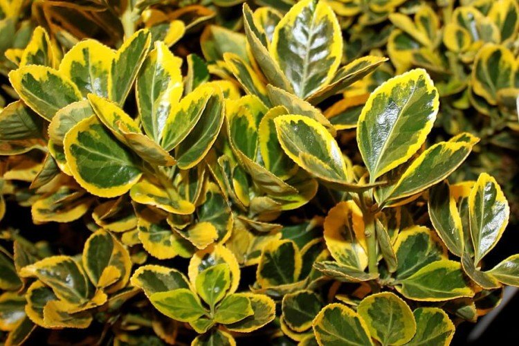Euonymus - photo