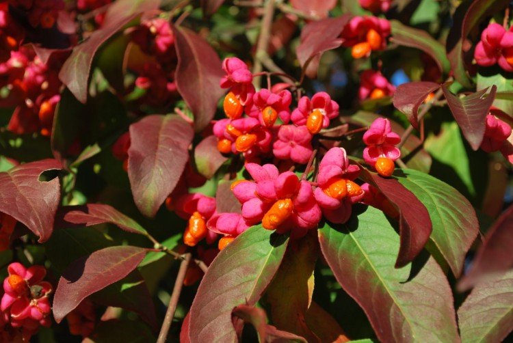Euonymus - photo